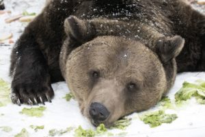 2017_01_20_hibernation_01