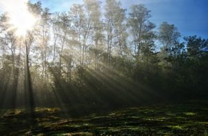 _KLE0678