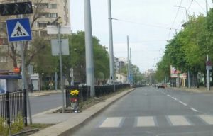 зебра