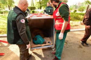 2017_05_04_new_bear_in_belitsa_07