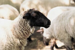 овца flock of sheep