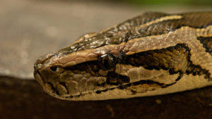 Close up of headshot Indian python (Python molurus).