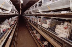 Enriched Cages 2003
