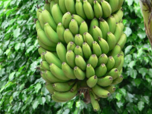 green-banana-1527052396-3892068