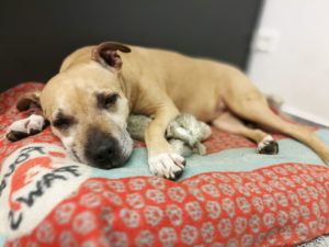 Dog Hexe in the Office AT 2017
