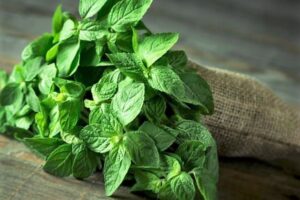 menta-nota